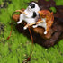 Mini Cute Cat Fishing Figurine, Aquarium Ornaments, Animal Statues for Home Decoration
