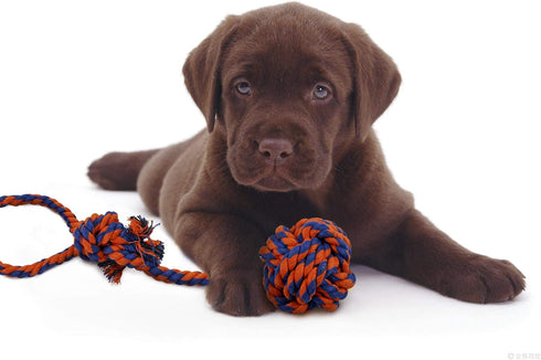 JPB Halloween Dog Toys, 3 Pack, Squeaky Toy for Small Dogs