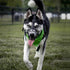 BARKLESS Soft Basket Silicone Dog Muzzle, Best to Prevent Biting and Chewing, Breathable Cage Cover