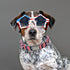 Lionheart Glory American Flag Dog Collar, Heavy Duty Adjustable Patriotic Collar for Small Dogs, Independence Day Gift