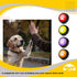 PetnBeyond Dog Talking Buttons - 4 PCS Communication Starter Pack for Pet Voice Training