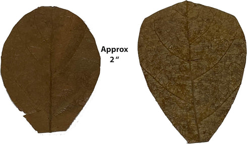 Awesome Aquatic Mulberry Immunity 2 25 Shrimp & Betta Leaves Catappa/Indian Almond, Dadap, Natural Habitat Tannin