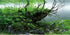 AWERT 72x24 inches Branches Fish Tank Background, Seaweed Aquarium Background, River Bed & Lake Aquarium Background