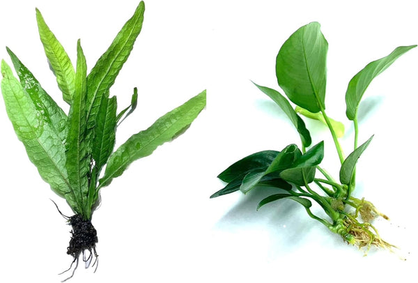 Java Fern and Anubias Aquarium Plant Bundle - Live Freshwater Plants for