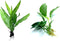 Java Fern and Anubias Aquarium Plant Bundle - Live Freshwater Plants for
