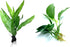 Java Fern and Anubias Aquarium Plant Bundle - Live Freshwater Plants for