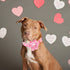 Lionheart Glory Valentine's Day Dog Collar with Flower, Pink Dog Collar with Bowtie for Small Dogs