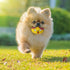 Funny Animal Squeaky Dog Balls, 6 Pcs/Set for Mini Small Pet Dogs