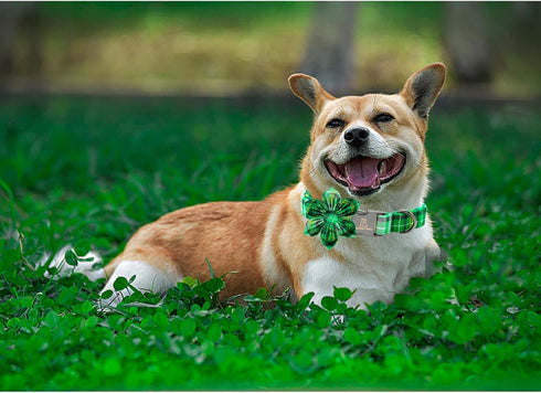 Lionheart Glory St. Patrick's Day Dog Collar, Green Plaid Flower Collar for Medium Dogs, Heavy Duty Cute Collars