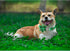 Lionheart Glory St. Patrick's Day Dog Collar, Green Plaid Flower Collar for Medium Dogs, Heavy Duty Cute Collars