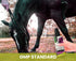 Recommended 8 oz Holistic Natural Derived Calming Pet Spray for Anxiety: Providing Stress Relief: Veterinarian - Made