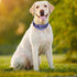Martingale Dog Collars for Small Dogs, No-Slip Escape Proof Choke No Pull Adjustable Training Collars for Small Medium