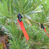 Hunting Accessories Reflective Trail Markers with Clips for Night-n-Day (Pack of 12), Orange