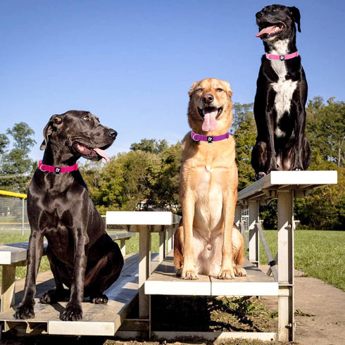 Azuza 3 Pack Comfortable Adjustable Nylon Dog Collars for Medium Dogs, Pink, Hot Pink, and Purple (M, 14-20 inch)