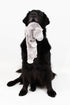 Midlee Hippo Stuffingless Dog Toy - 21"