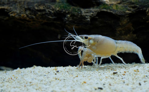 Swimming Creatures Freshwater Live Lobster Crayfish for Aquarium Fish Tank (White)