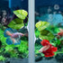 Betta Fish Leaf Pad, Natural Organic Rest Area, Improves Betta's Health by Simulating Natural Habitat