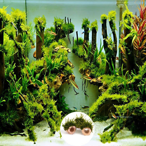 20 Pcs Aquatic Water Plant Fixed Rings - Ceramic Pottery Gravity Ring for Fish Tank