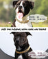 Cuban Link Dog Collar - Light Metal Gold Chain Necklace, 3/4 inch Wide, 20 inches, Cute Fashion for Frenchie, Bully,