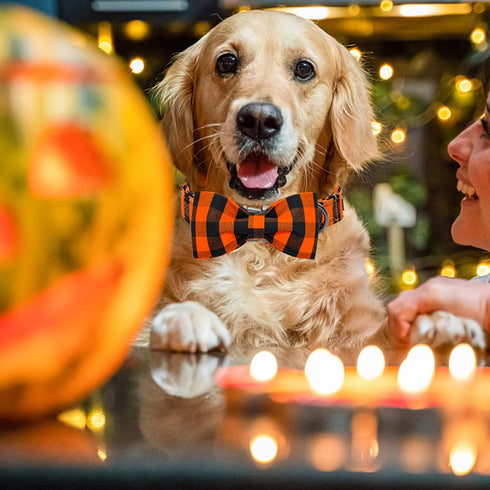 Fall Dog Collar with Bow Tie by Lionheart glory, Adjustable Halloween Dog Collar for Small Dogs