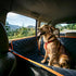 Hammock 4-Layer iBuddy Luxury Dog Car Seat Cover for Back Seat Breathable Mesh Window Dog for Car Heavy Duty Waterproof