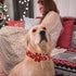Elegant little tail Dog Collar with Flower, Christmas Flower Dog Collar for X-Small Dogs, Holiday Pet Collar