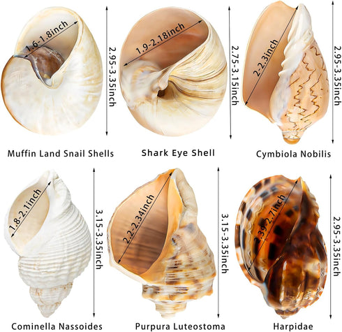 6PCS Large Natural Hermit Crab Shells, Size 3" - 3.5" for Supplies and Beach Decoration