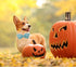 Lionheart Glory Dog Collar - Fall Pumpkin Bow Adjustable Collar for Medium Dogs
