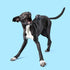 Barkbox Super Chewer Tough Dog Chew Toys for Aggressive Chewers, Treat Dispensing (Comet-Large)