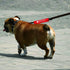 Funny Dog Leash Sleeve, Working Dog Do Not Pet Wrap, Alert Hanging ID Patch Tag, Pet Birthday Gift (Working Not