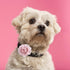 WILLBOND 26 Pcs Multicolor Dog Collar Flowers, 5 cm Pet Charms Bow Tie for Cat Puppy Dog Grooming Accessories