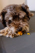 7 oz, 2030 Munchbird Dehydrated Chicken Jerky Wrapped Egg Yolk Dog Treats, high-Protein Dog Food Topper with no