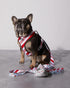Ruffhaus NYC Peppermint Bark Christmas Print Dog Leash 1 Inch by 59 Inches, Durable Polyester Webbing, Comfortable