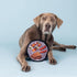 Fringe Studio Plush Dog Toy, Catch You Flipside, Durable Pet Toy, Pet Shop Collection (729052)