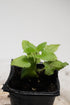 2.5 inch Catnip Plant (Nepeta cataria) Pot - Live Plant Catswort Catwort Catmint Catnip Plant