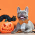 Halloween Dog Collar with Bow, Pumpkin Design, Cute Soft Puppy Collar for Large Dogs, Holiday Gift
