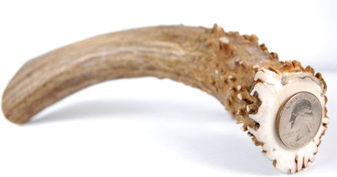 XL Deer Antler Dog Chew - Extra Large, Thick, Jumbo - 6 Inches or Longer for Large Dogs and Puppies