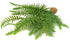 JIHAQUA Fake Fern Plants, Reptile Plastic Terrarium Decor, Reptiles Amphibians Tank Accessories for Crested Gecko