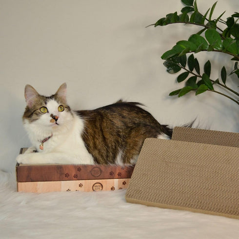 Necoichi Cardboard Cat Scratcher Bed for Indoor Cats, Cat Scratching Board (16" Regular, Replacement 2 Pads)