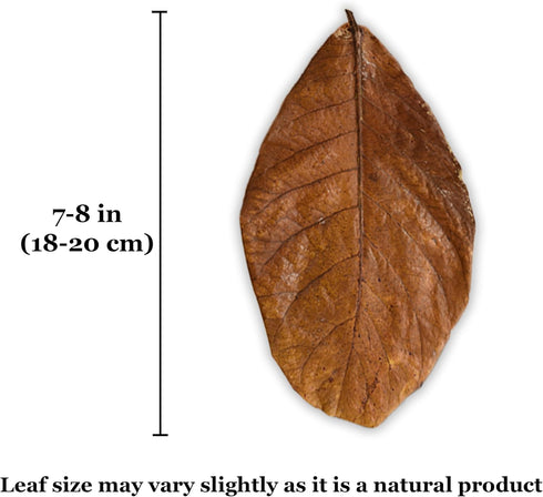 SunGrow Leaf Litter for Snakes, 10 Pcs Medium Indian Almond Catappa Leaves for Humidity in Reptile Tank Decor