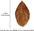 SunGrow Leaf Litter for Snakes, 10 Pcs Medium Indian Almond Catappa Leaves for Humidity in Reptile Tank Decor