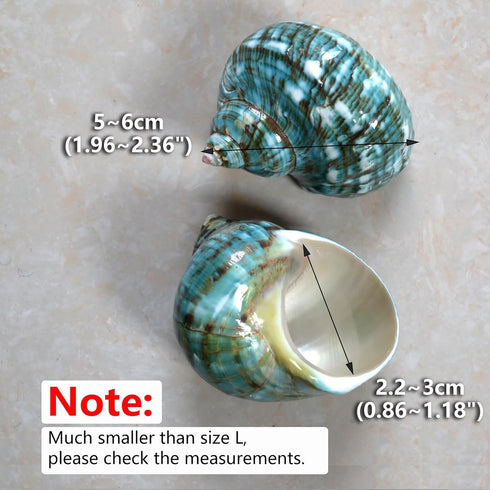 2pcs 1", (2pcs Medium Hermit Crab Shells, M Size Opening Natural Sea Conch, Turbo Seashells for Hermit Crab Supplies