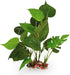 SunGrow Gecko & Reptile Tank Decor - Artificial Plant (Gecko Anubias - Plastic)