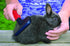 Lixit 4 Piece Grooming Kits for Rabbits, Guinea Pigs and Other Small Animals