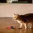Gigwi Interactive Cat Toy, Automatic Moving Mouse with Furry Tail, Squeaky Toy for Indoor Cats, Orange Ear