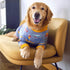 Dog Recovery Suit After Surgery, Medium Large Dog Neuter Shirt Cone Alternatives to Prevent Licking (Grey Shark, XL).