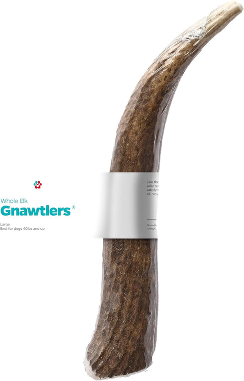 Pet Parents Gnawtlers, Premium Naturally Shed Elk Antlers for Dogs, All Natural Dog Chew, Large