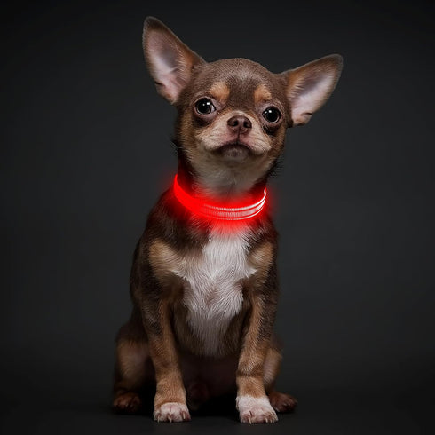 Illumifun Light Up Collar for Small Dogs, USB Rechargeable LED Dog Collar Glow in The Dark, Adjustable Cat Collar Light