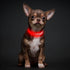 Illumifun Light Up Collar for Small Dogs, USB Rechargeable LED Dog Collar Glow in The Dark, Adjustable Cat Collar Light