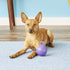 Jolly Pets Tug-n-Toss Heavy Duty Dog Toy Ball with Handle, 4 Inches/Petite, Purple (404 PR)